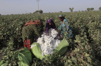 Women cotton pickers unload cotton blooms plucked from plants to make a bundle in a field in Meeran Pur village, north of Karachi