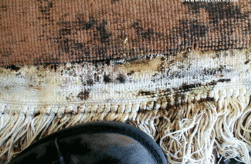 CR-DAMAGE-dry-rot-and-mold-on-rug-fringe